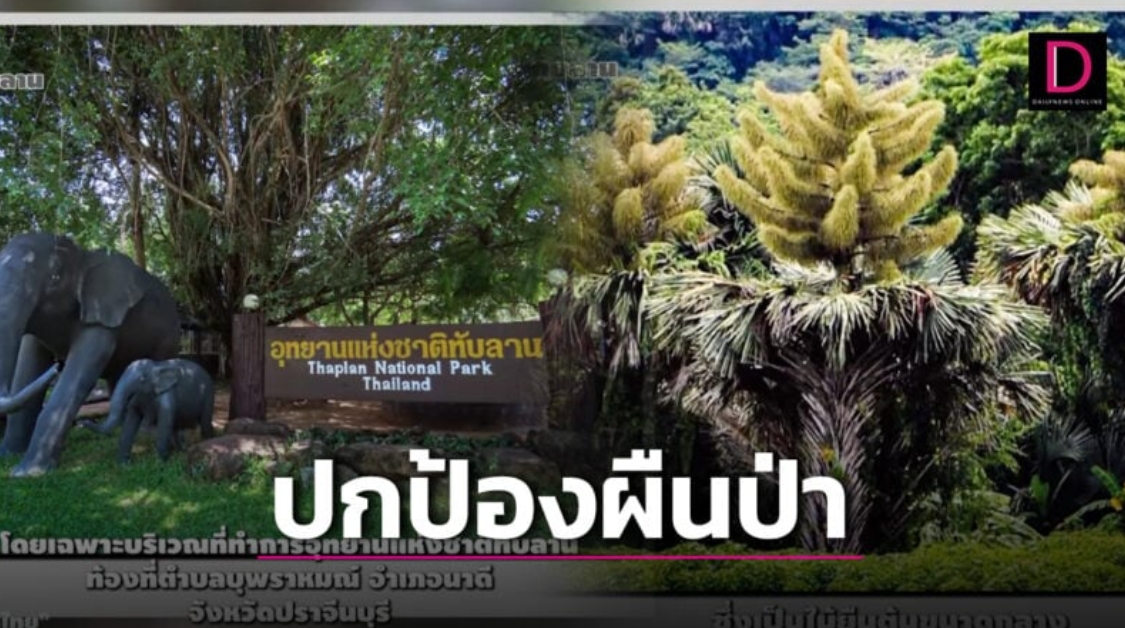  แห่ #Saveทับลาน พลังโซเชียล เข้าดูคลิป 1 นาทีปกป้อง ‘ป่าลานผืนสุดท้ายไทย’